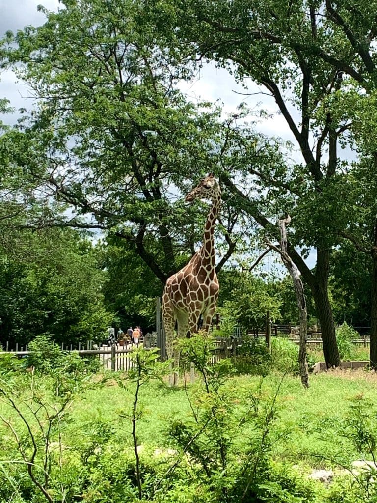 Sedgwick County Zoo - Wichita 10 IMG 0400