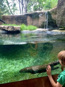 An otter deep in the water